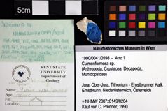 Foto (Objket + Etiketten) von Culmenformosa sp. 